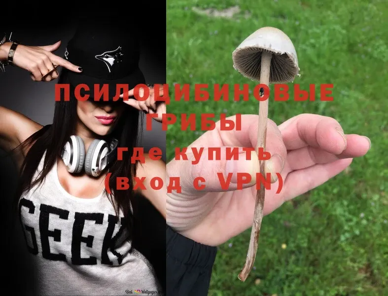 Псилоцибиновые грибы Cubensis  где купить наркоту  Ардон 